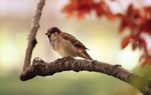 Eye-Sparrow-Care-Me