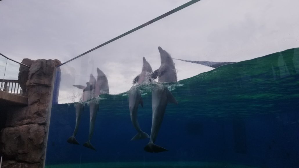 Dolphin show